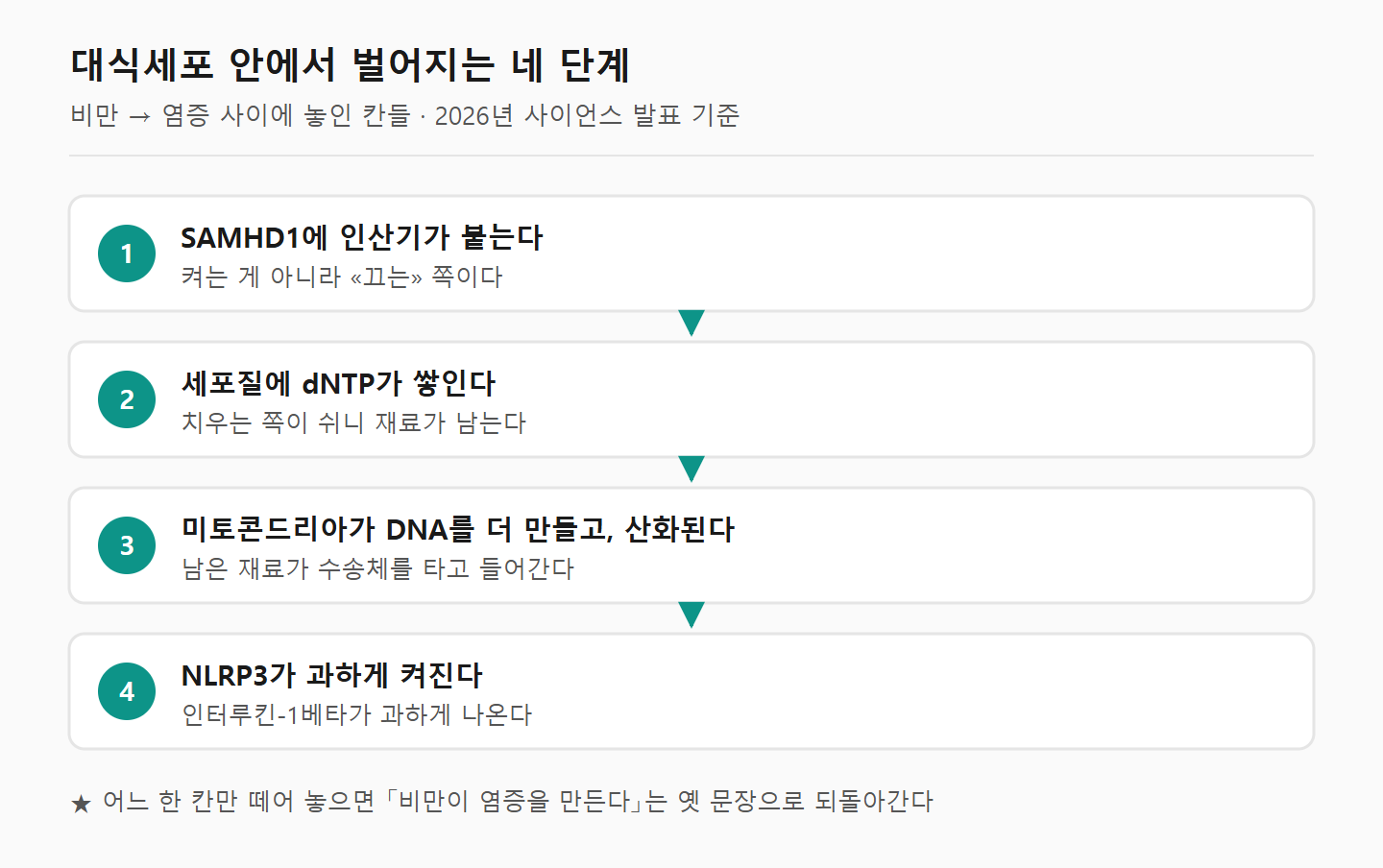 비만에서 SAMHD1 인산화, dNTP 축적, 미토콘드리아 DNA 산화, NLRP3 과활성으로 이어지는 네 단계를 화살표로 이은 도해