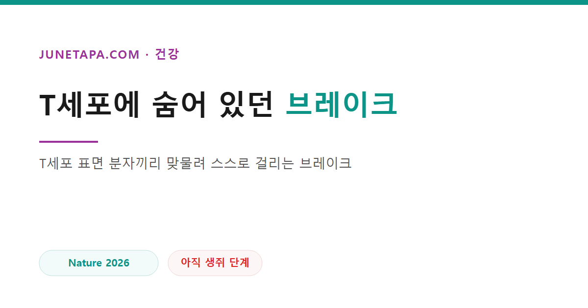 SLAMF6 T세포 면역관문 면역항암 연구