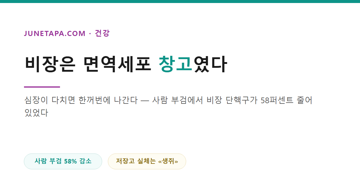 비장은 면역세포를 쟁여 두는 창고였다