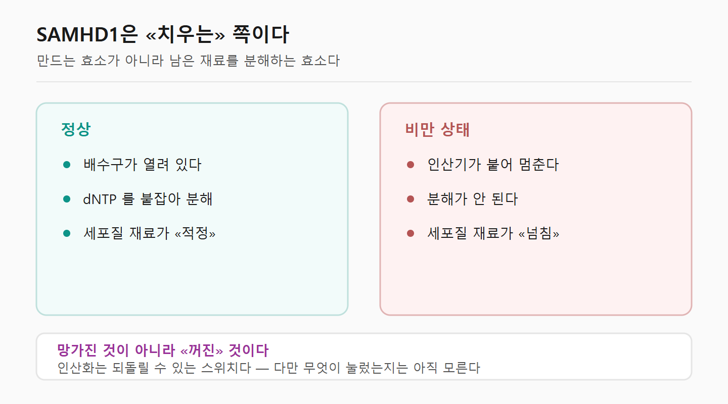 SAMHD1이 정상일 때와 인산화로 멈췄을 때 세포질 dNTP 양이 어떻게 달라지는지를 배수구에 비유해 나란히 그린 도해